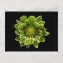 Recherche de fleur chrysanthème cartes postales Vert