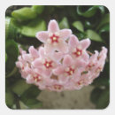 Zoek naar viooltje stickers Tuin