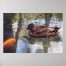 Recherche de étang de canard posters Eau