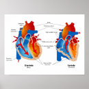 Zoek naar fysiologie posters Anatomie