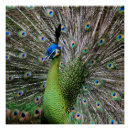 Recherche de beau paon posters Photographie