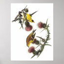 Recherche de chardonneret posters Nature