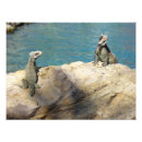 Zoek naar leguaan posters Natuur