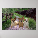 Recherche de de chiwawa posters Chiot