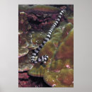 Recherche de serpent de mer Nature