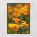 Recherche de cache cartes postales Fleur