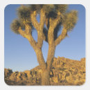 Recherche de joshua tree autocollants Désert de mojave