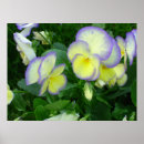 Recherche de jaune citron posters Fleurs