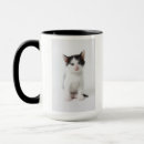 Recherche de chat noir et blanc tasses Animaux mignons