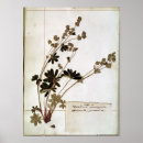 Zoek naar herbarium posters Jacques