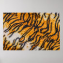 Zoek naar tijger posters Azian