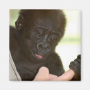 Recherche de gorilles magnets Primat