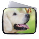 Recherche de golden retriever coques Labrador