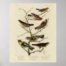 Recherche de finches posters Illustration