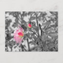 Recherche de éclaboussure de couleur cartes postales Noir et blanc