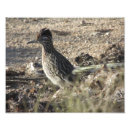 Zoek naar roadrunner kunst Arizona