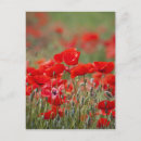 Recherche de couleur vibrante cartes postales Fleur