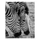 Recherche de zebras posters Afrique