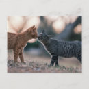 Recherche de chats gris cartes postales Pour amateur de chats
