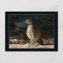 Recherche de roadrunner cartes postales Faune