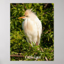 Recherche de oeuf posters Oiseaux