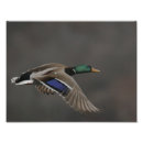 Recherche de canard en vol posters Oiseau