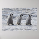 Recherche de pingouin mignon posters Neige