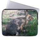 Recherche de rabbit photographie Faune