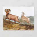 Recherche de zoologique cartes postales Faune