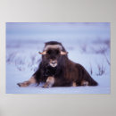 Recherche de muskox posters Alaska