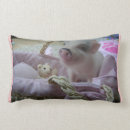 Recherche de porcin Animal