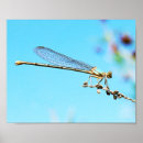 Recherche de libellule photographie Bogue