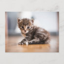 Recherche de tiny cartes postales Chat