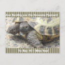 Recherche de tortue mignonne cartes postales Nature