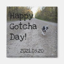 Recherche de petit chien magnets Animal de compagnie