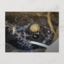 Recherche de veuve noire cartes postales Déplaisant