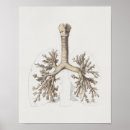 Recherche de trachée posters Anatomie