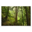 Recherche de forêt tropicale posters Arbres