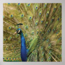 Recherche de plumage art Aviaire
