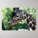 Recherche de girafe posters Photographie