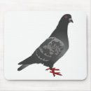 Recherche de pigeon tapis souris Colombe