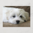 Recherche de bichons cartes postales Chien