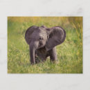 Recherche de éléphant africain posters Afrique du kenya
