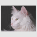 Recherche de angora Chaton