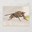 Recherche de macro photo cartes postales Faune