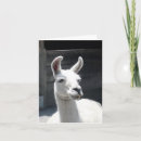 Zoek naar leuke boerderijdieren kaarten Foto