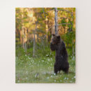 Zoek naar beer puzzels Grizzly