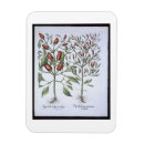 Recherche de piments magnets Poivre