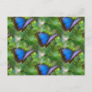 Recherche de papillon bleu cartes postales Nature