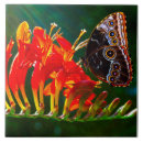 Recherche de morpho carreaux Animal